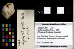 Foto (Objekt + Etiketten) von Oxythyreus gibbus (Reuss, 1858) 